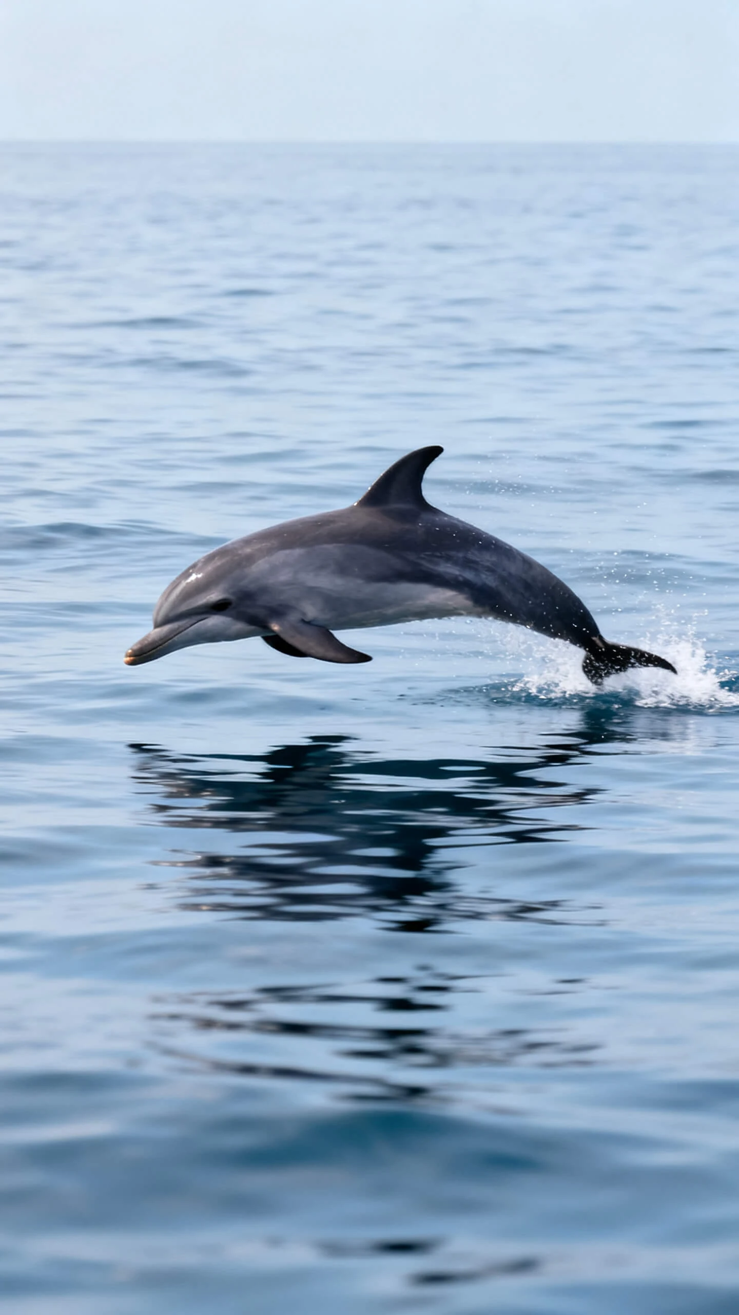 ai dolphin video generator free